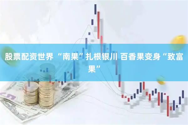 股票配资世界 “南果”扎根银川 百香果变身“致富果”
